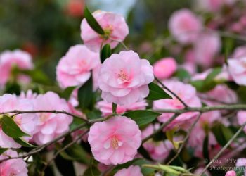 Aria di primavera a Locarno con le sue camelie