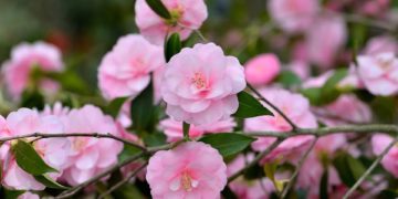 Aria di primavera a Locarno con le sue camelie