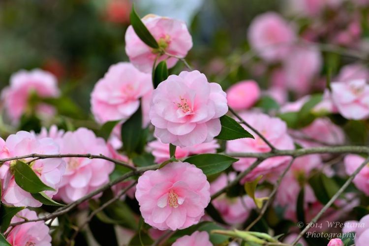 Aria di primavera a Locarno con le sue camelie