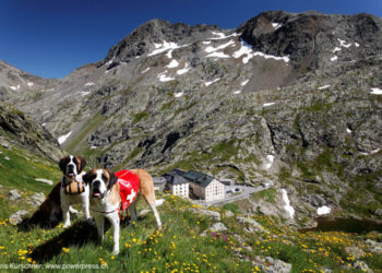 Barryland, nella terra del cane San Bernardo