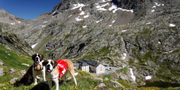 Barryland, nella terra del cane San Bernardo