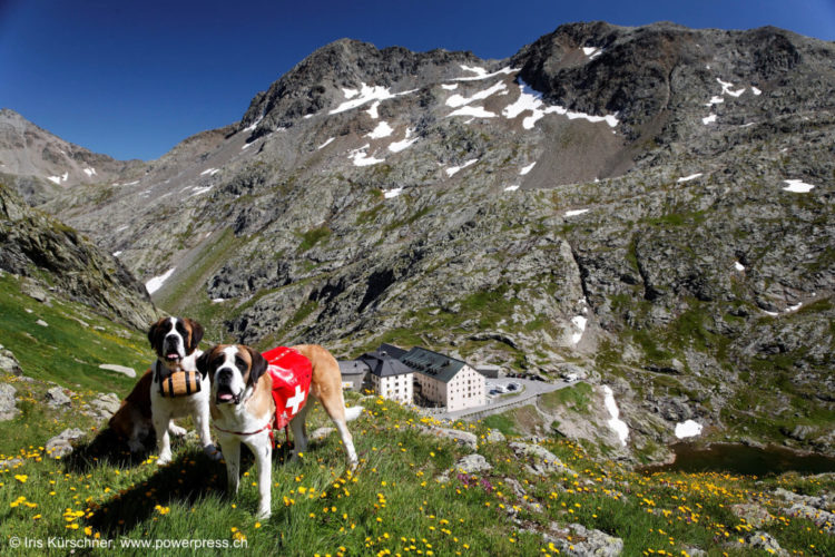 Barryland, nella terra del cane San Bernardo