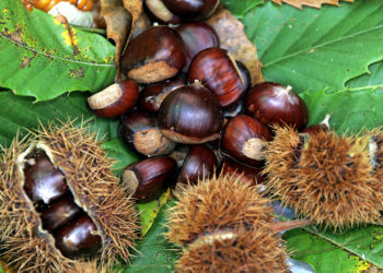 Andare per castagne in Canton Ticino