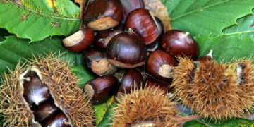 Andare per castagne in Canton Ticino