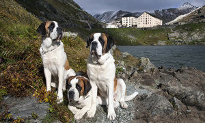 Martigny: nella casa del cane San Bernardo