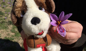 Zafferano di Mund, l'oro del Vallese