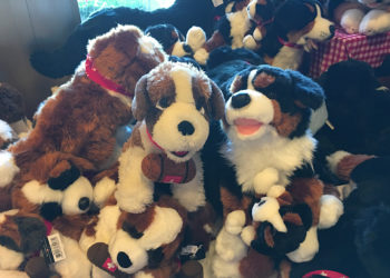 Dieci cuccioli di San Bernardo a Martigny