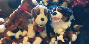 Dieci cuccioli di San Bernardo a Martigny