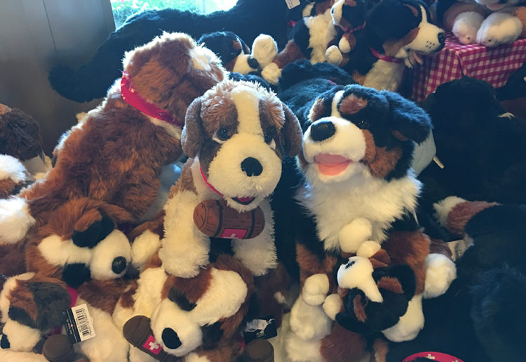 Dieci cuccioli di San Bernardo a Martigny