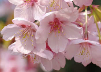 Turgovia: in Svizzera come in Giappone