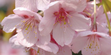 Turgovia: in Svizzera come in Giappone