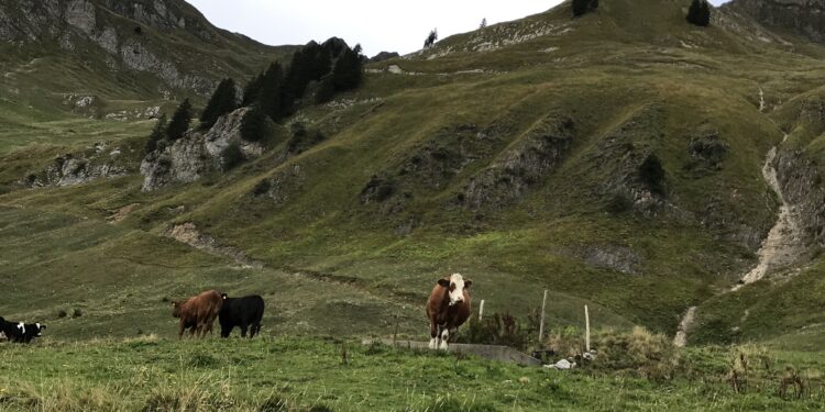 Su e giù per le montagne della Svizzera 5 – Brienzer Rothorn