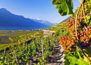 Il vino è protagonista a Chamoson