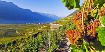 Il vino è protagonista a Chamoson