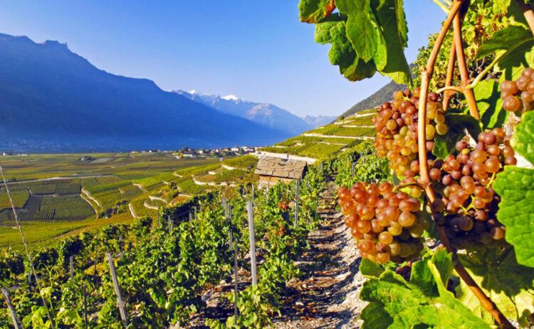 Il vino è protagonista a Chamoson