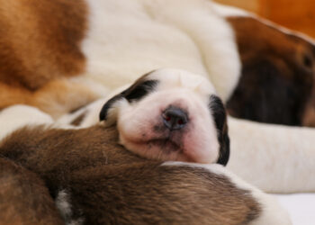 A Martigny continua la discendenza di Barry