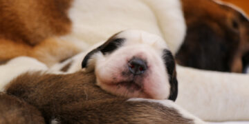 A Martigny continua la discendenza di Barry