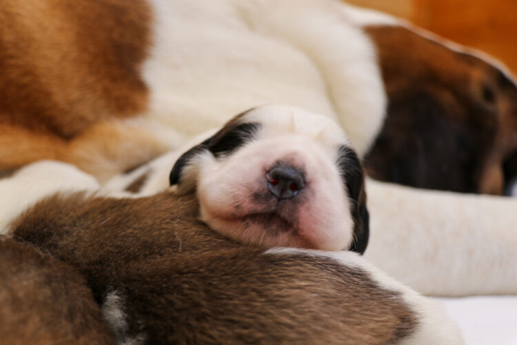 A Martigny continua la discendenza di Barry