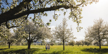 La fioritura dei meli in Turgovia è uno spettacolo unico