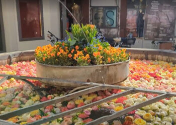 A Zurigo sbocciano rose di speranza