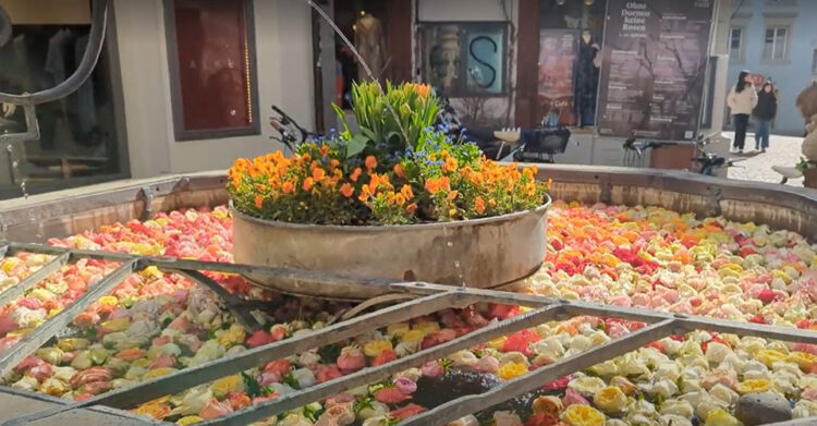 A Zurigo sbocciano rose di speranza