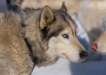Corse sfrenate sulla neve con i cani in Canton Vaud