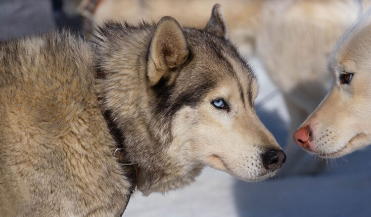 Corse sfrenate sulla neve con i cani in Canton Vaud