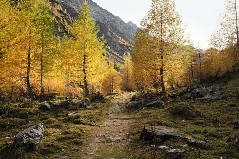 Un sentiero tra i boschi autunnali